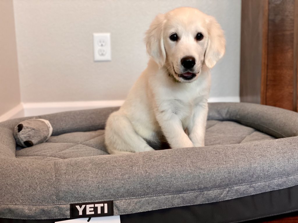 Yeti Trailhead Dog Bed grey